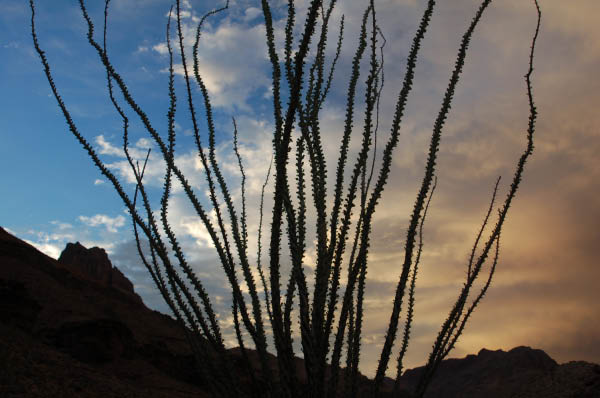 585 Ocotillo, Indian Canyon