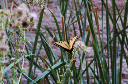 124 Swallowtail