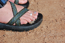 256 Small lizard or big foot