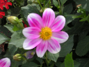 DSCN1161