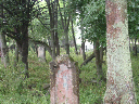DSCN0989