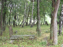 DSCN0991